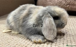Mini Lop rabbits for sale: 🌸 Harlequin mini lops 🌸 ready to reserve  - Image 2
