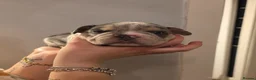 American Bully dogs for sale: Micro exotic bully's  - Advert 20