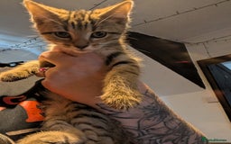 Mixed Breed cats for sale: Gorgeous kittens lovely markings  - Image 2