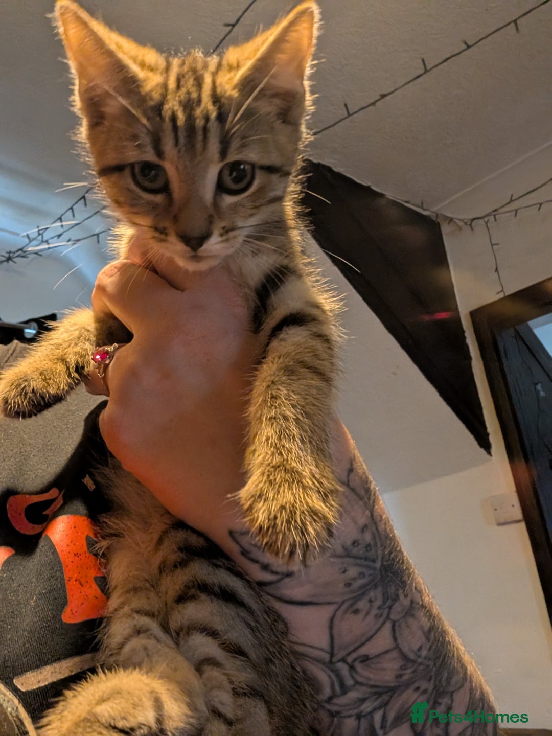 Mixed Breed cats for sale: Gorgeous kittens lovely markings  - Image 2