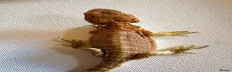 Bearded Dragon reptiles for sale: Stunning baby bearded dragons  - Advert 25