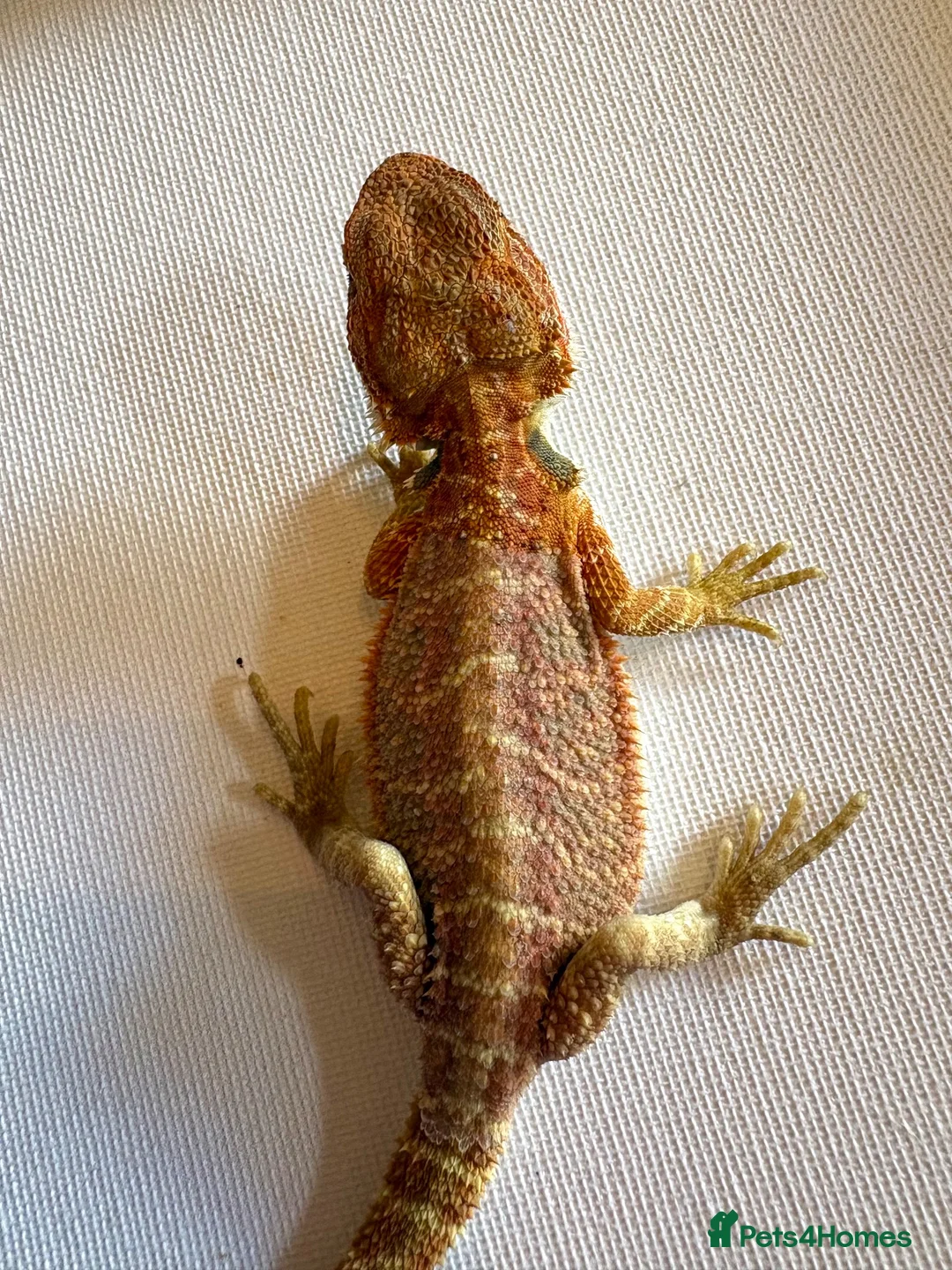 Bearded Dragon reptiles for sale: Stunning baby bearded dragons  - Advert 25