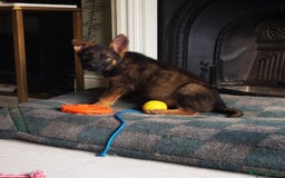German Shepherd dogs for sale: TOP WORKING BLOODLINES LITTER  in Scunthorpe - Image 22
