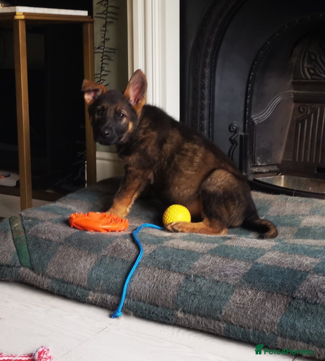 German Shepherd dogs for sale: TOP WORKING BLOODLINES LITTER  in Scunthorpe - Image 22