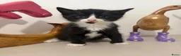 British Shorthair cats for sale: READY NOW Kittens  - Advert 20