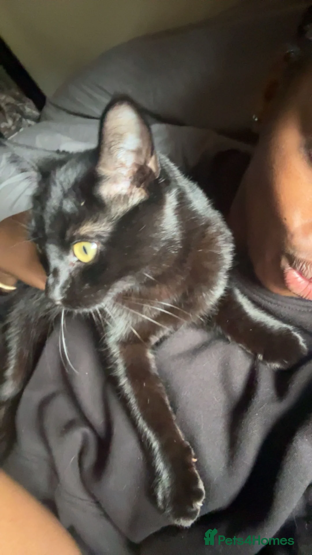 Domestic Shorthair cats for sale: Black Domestic shorthair Cat up for sale in Nottingham - Advert 2