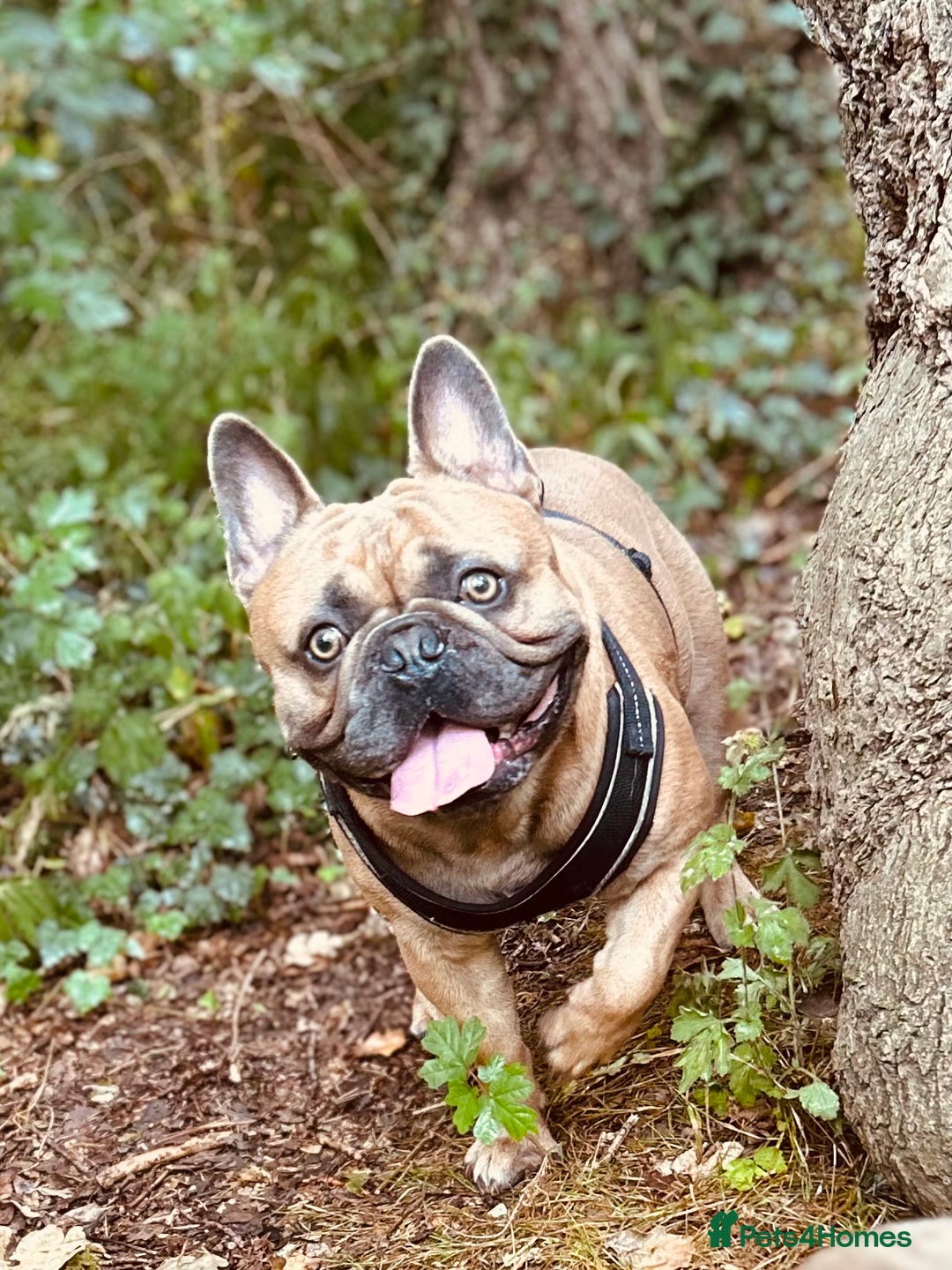 French Bulldog dogs for sale: 2 year old French bulldog  - Advert 4