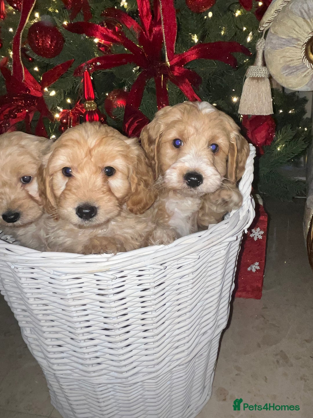 Cockapoo dogs for sale: F1 toy Cockerpoo  - Advert 1