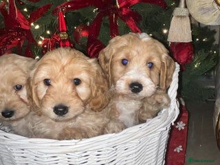 Cockapoo dogs F1 toy Cockerpoo - Advert 1