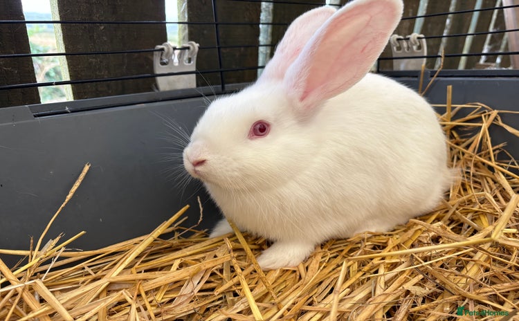 New Zealand rabbits - Advert 1