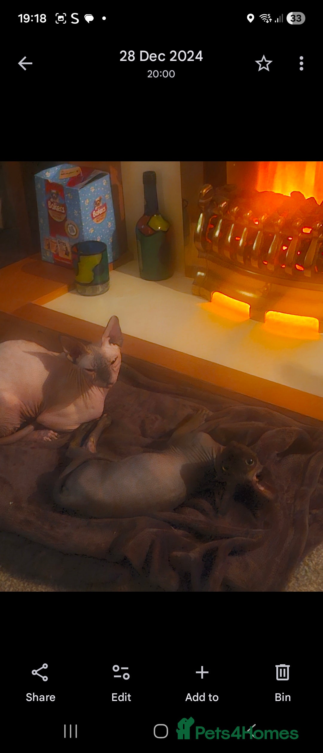 Sphynx cats for sale: 2 year old female seal point  - Advert 15