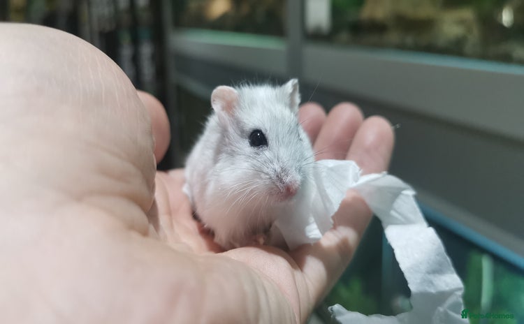 Hamster rodents - Advert 1