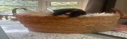 Boxer dogs for sale: KC Registered Boxer Puppies - health tested - Advert 13