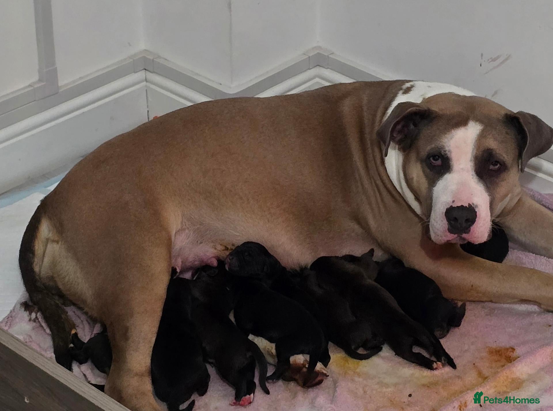 Mixed Breed dogs for sale: Beautiful Staffador/Labrastaff Puppies - Advert 1