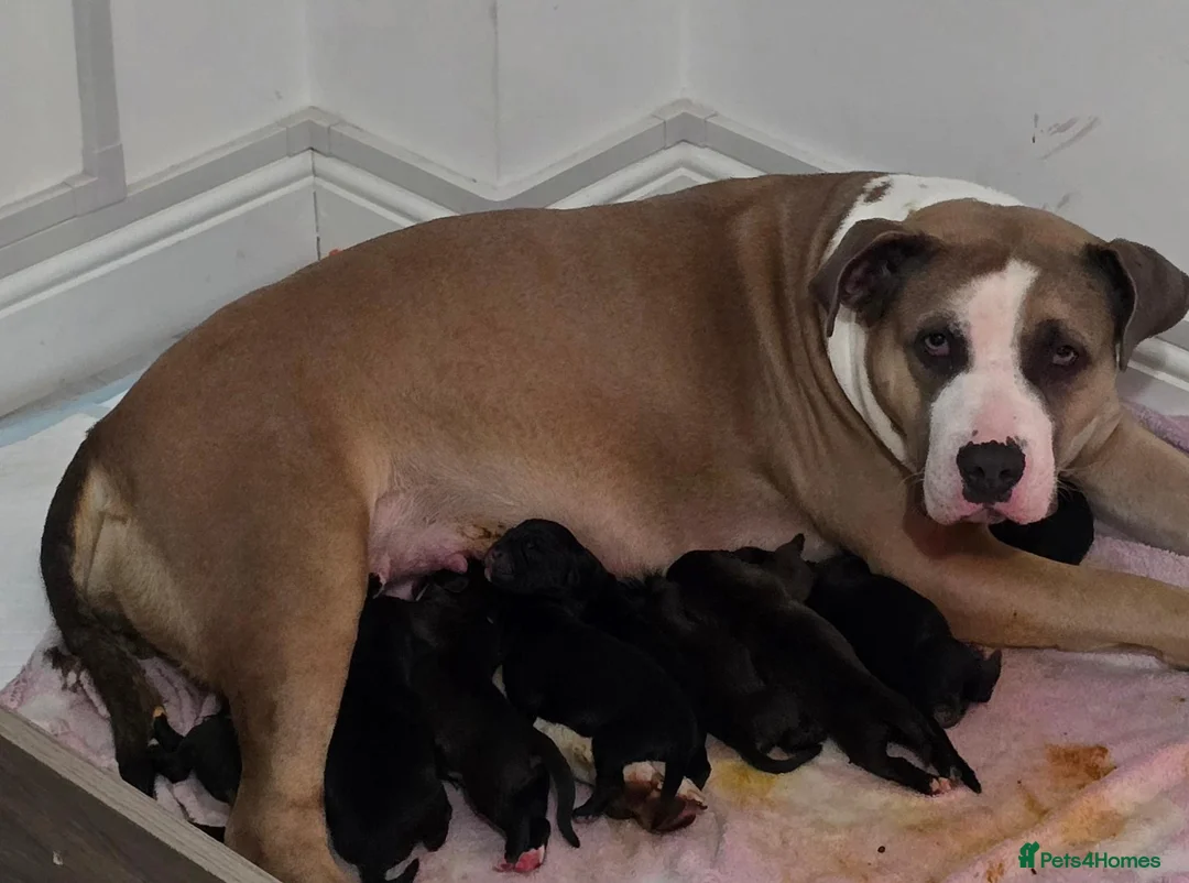 Mixed Breed dogs for sale: Beautiful Staffador/Labrastaff Puppies - Advert 2