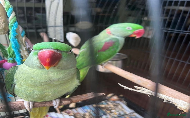 Parrots birds - Advert 6