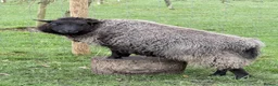 Sheep livestock for sale: Super friendly fun shetland sheep  in Lyndhurst - Advert 3