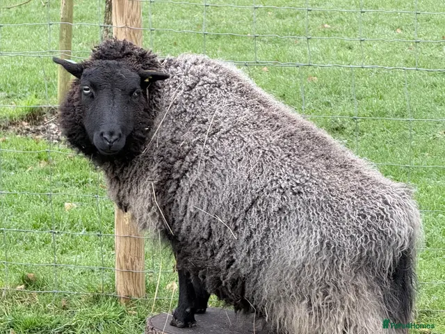 Sheep livestock for sale: Super friendly shetland sheep - Advert 2