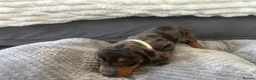 Miniature Dachshund dogs for sale: Miniature Daschund Pups for loving homes - Advert 30