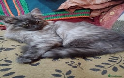 Maine Coon cats for sale: Male maine coon kitten. - Image 2