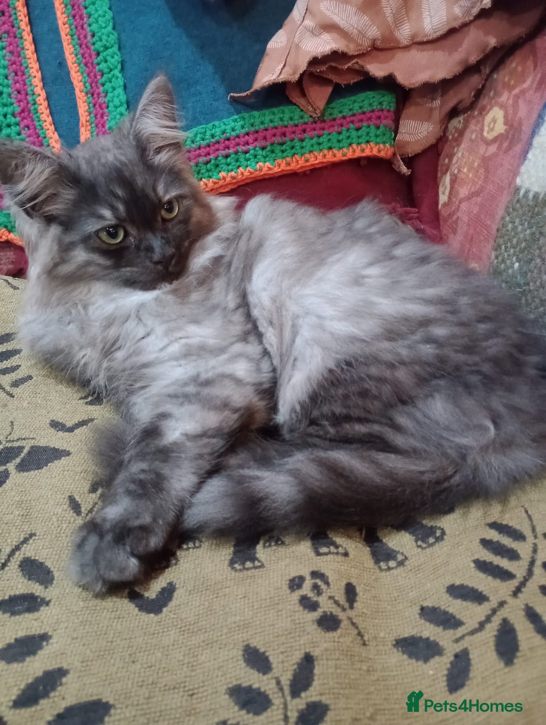 Maine Coon cats for sale: Male maine coon kitten. - Image 2