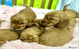 Cocker Spaniel dogs for sale: Top Quality KC Show Cockers FN PRCD-PRA CLEAR - Image 19