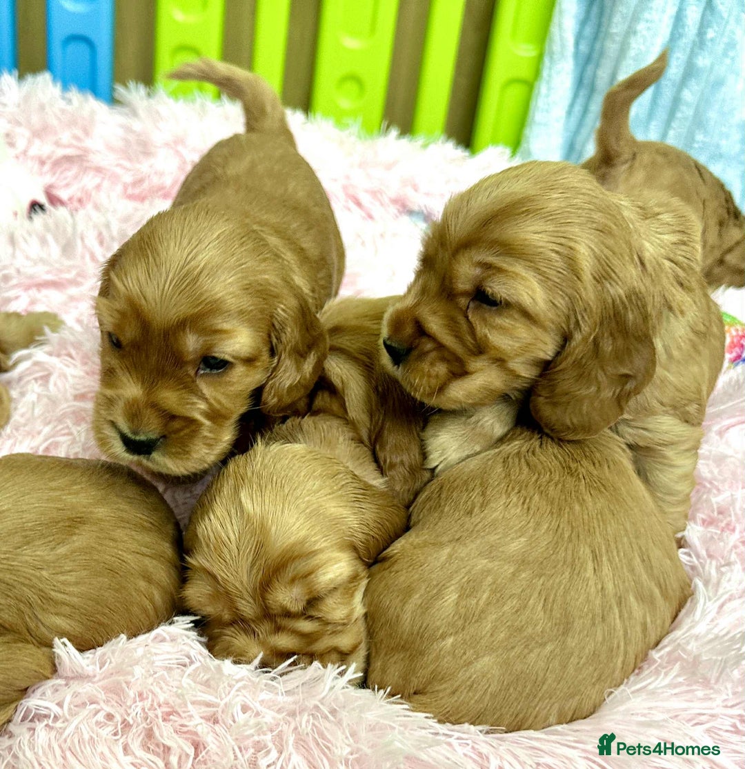 Cocker Spaniel dogs for sale: Top Quality KC Show Cockers FN PRCD-PRA CLEAR - Image 19