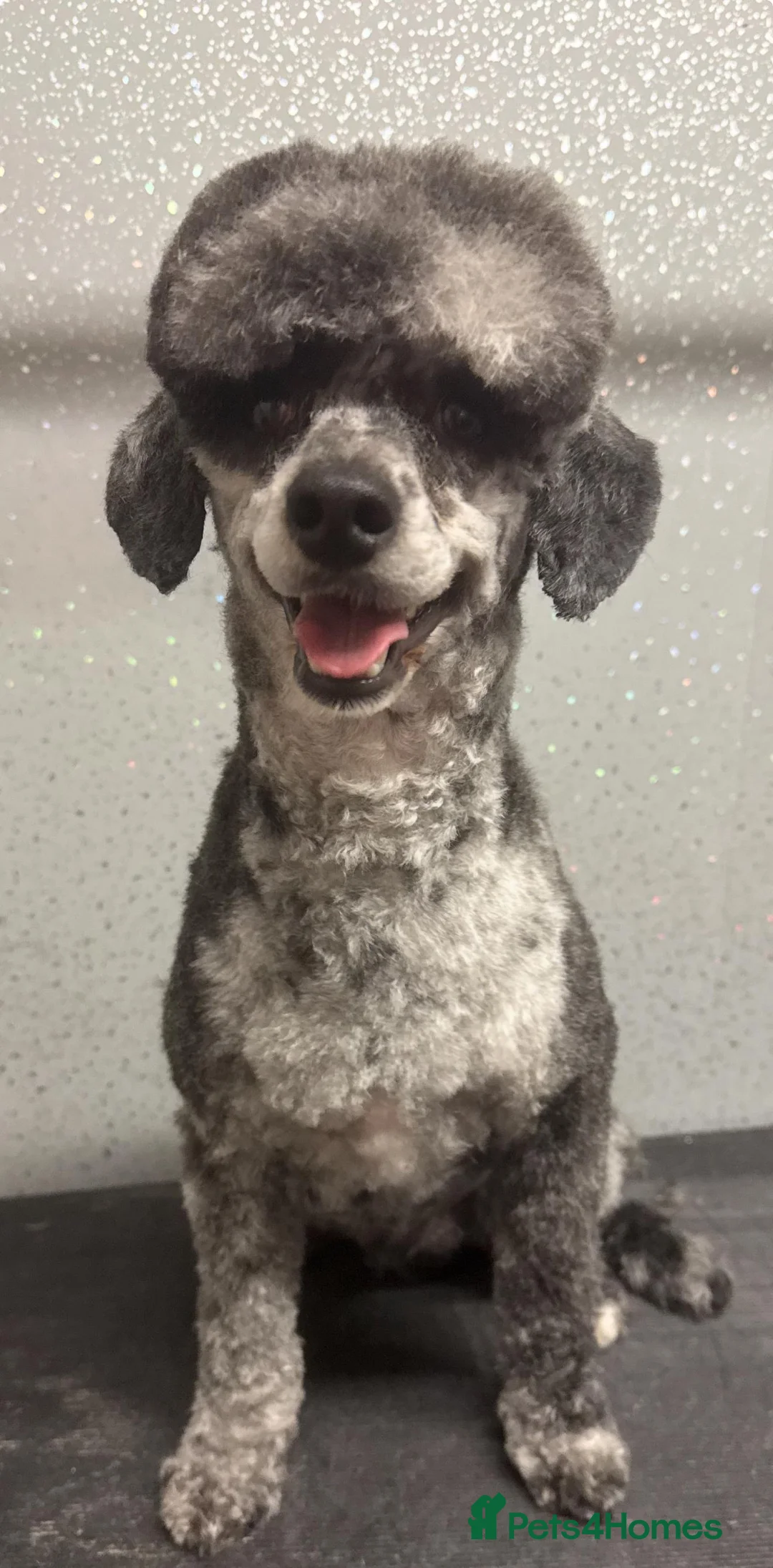 Miniature Poodle dogs for stud: beautiful blue merle miniature poodle in Swanley - Advert 11
