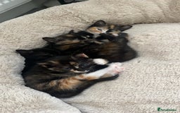 Mixed Breed cats for sale: 4 Adorable Mixed Breed Kittens - Image 1