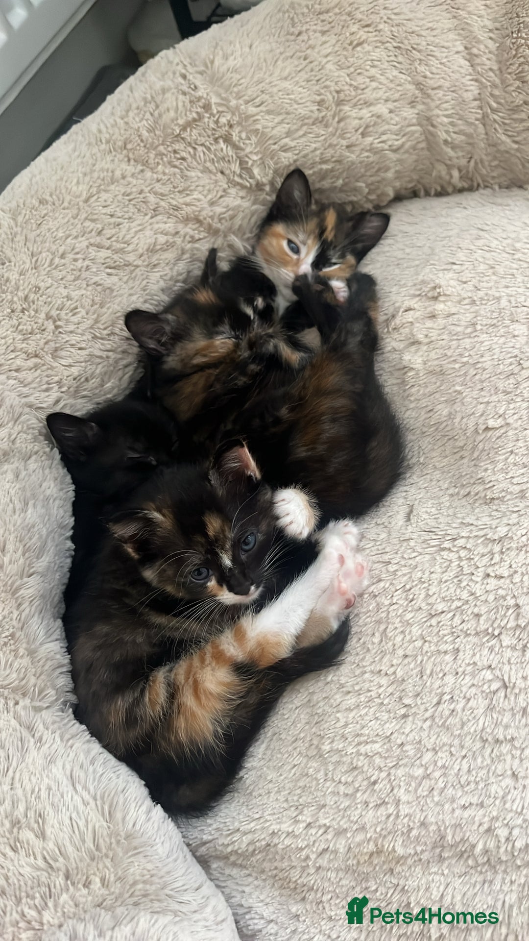 Mixed Breed cats for sale: 4 Adorable Mixed Breed Kittens - Image 1