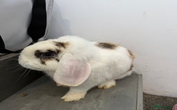 Mini Lop rabbits for sale: Lop & Lion head Rabbit  - Image 8