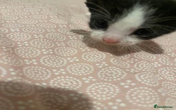 Domestic Shorthair cats for sale: Kittens for sale - Image 3
