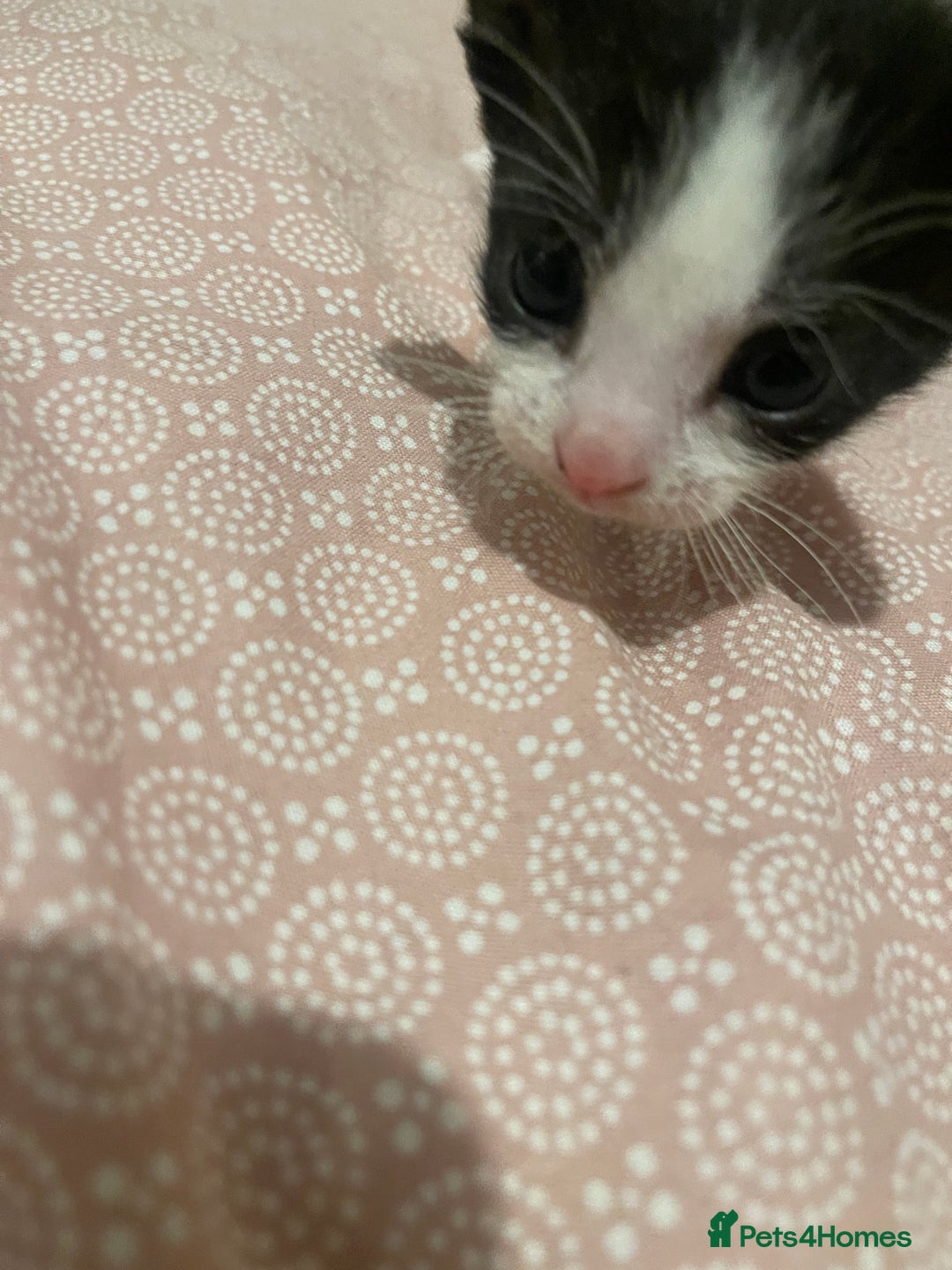 Domestic Shorthair cats for sale: Kittens for sale - Image 3