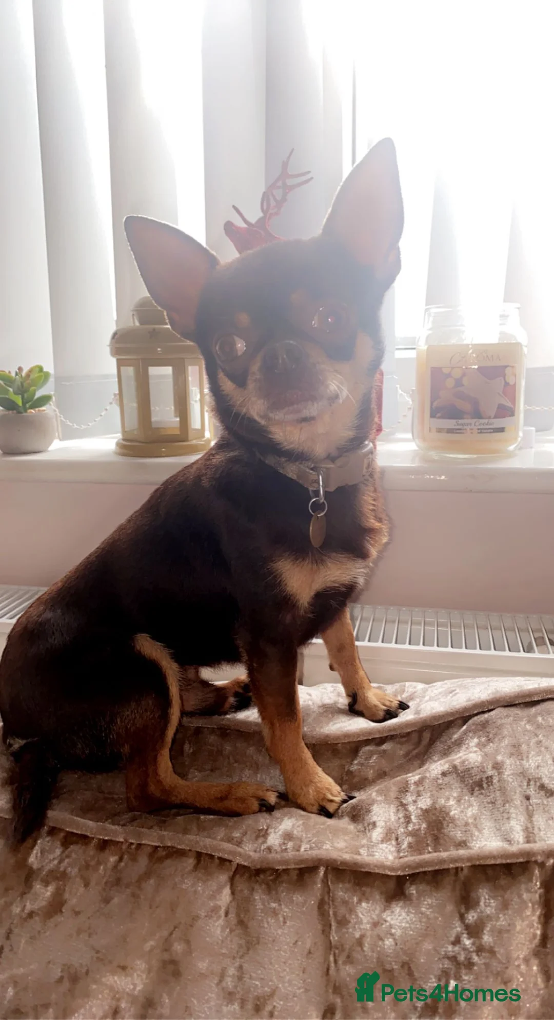 Chihuahua dogs for stud: Proven stud many times in King's Lynn - Advert 2