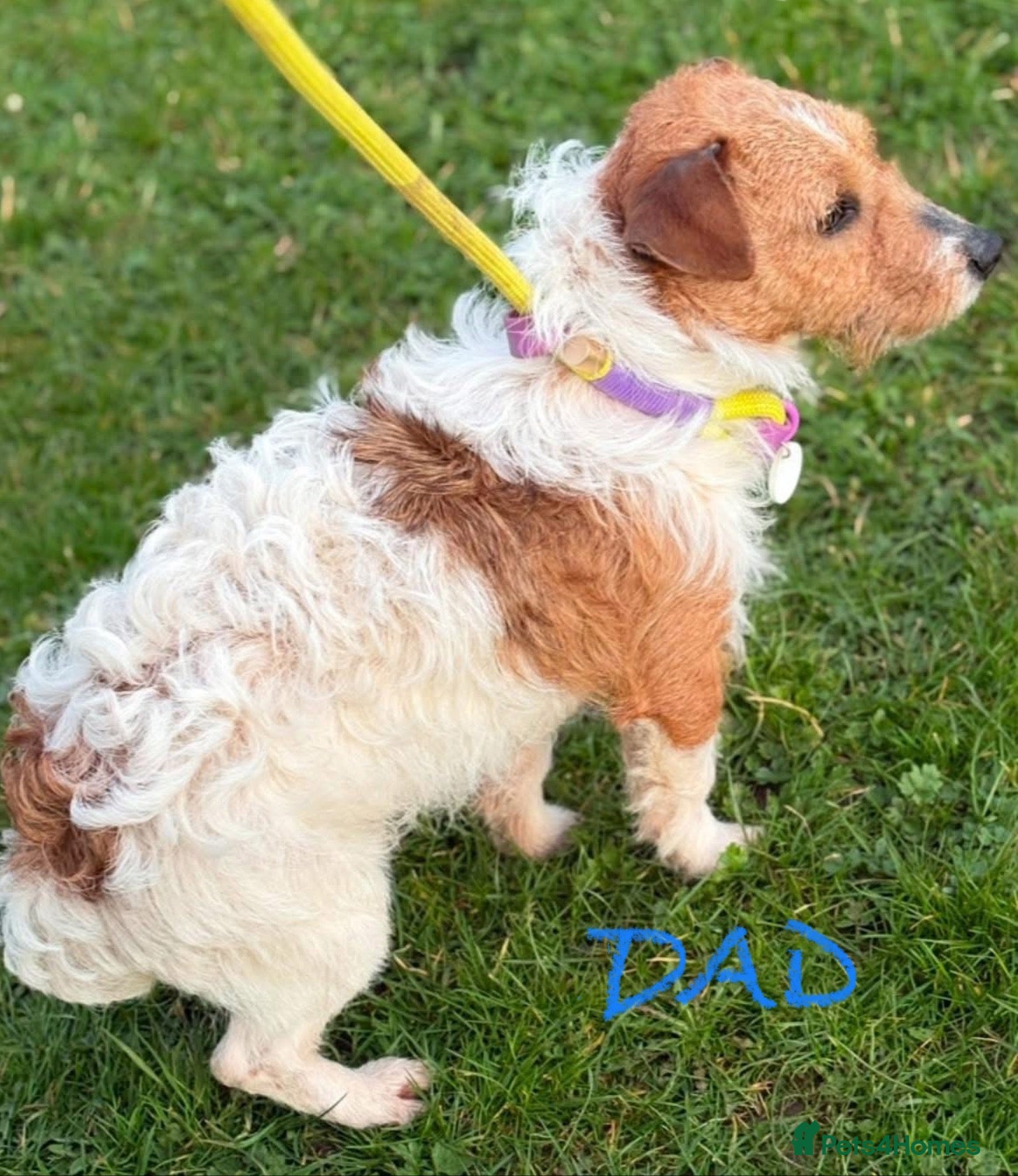 Jack Russell dogs Homebred Jack Russell puppies - Advert 2