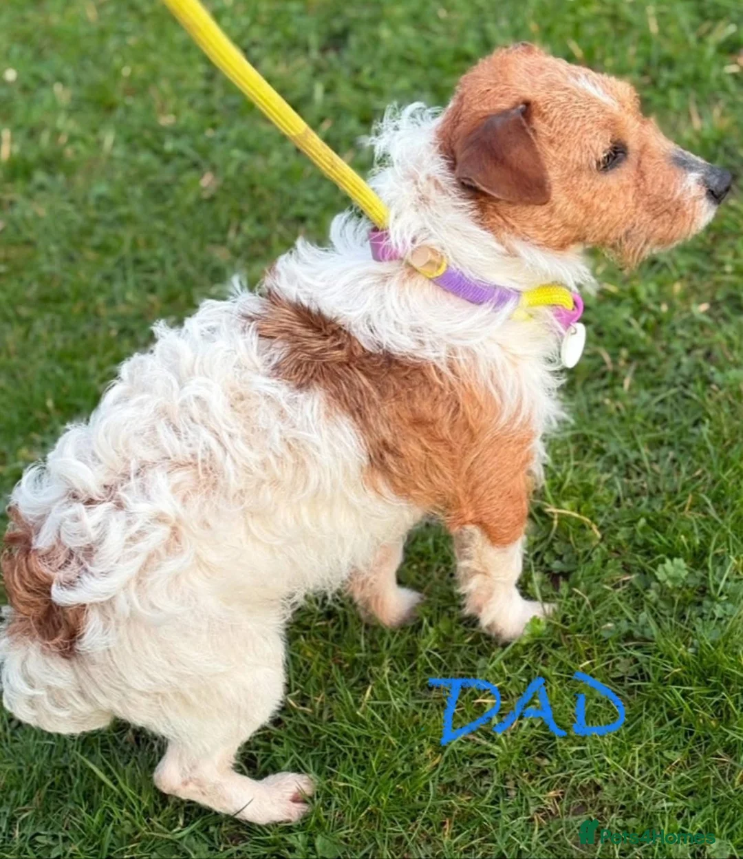 Jack Russell dogs for sale: Homebred Jack Russell puppies in Oxford - Advert 2