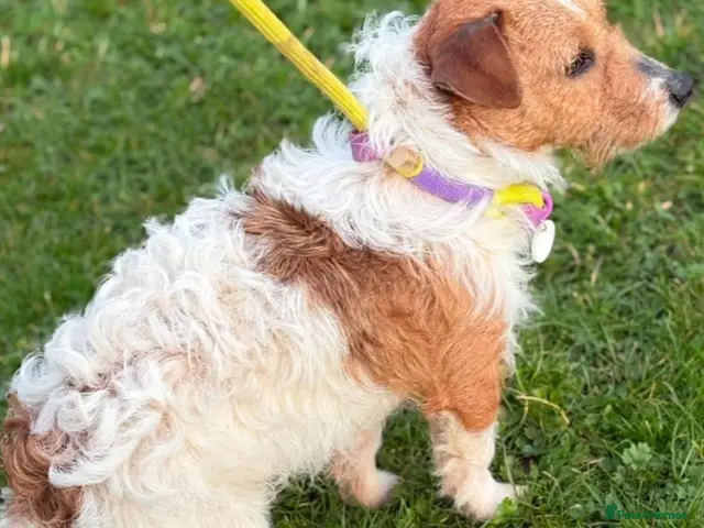 Jack Russell dogs for sale: Homebred Jack Russell puppies - Advert 2