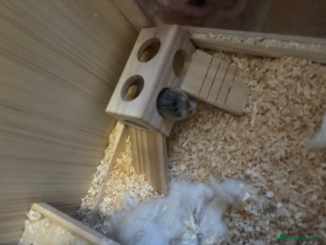 Hamster rodents for sale: Robo Hamster For Sale With Cage - Advert 12