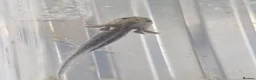 Axolotl reptiles for sale: Axolotl babies hatched 2/1/26 in Sutton-in-Ashfield - Advert 16
