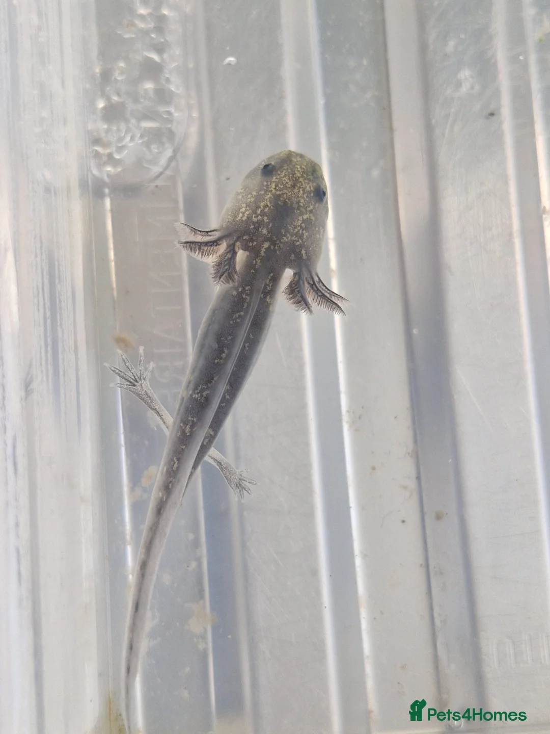 Axolotl reptiles for sale: Axolotl babies hatched 2/1/26 in Sutton-in-Ashfield - Advert 16