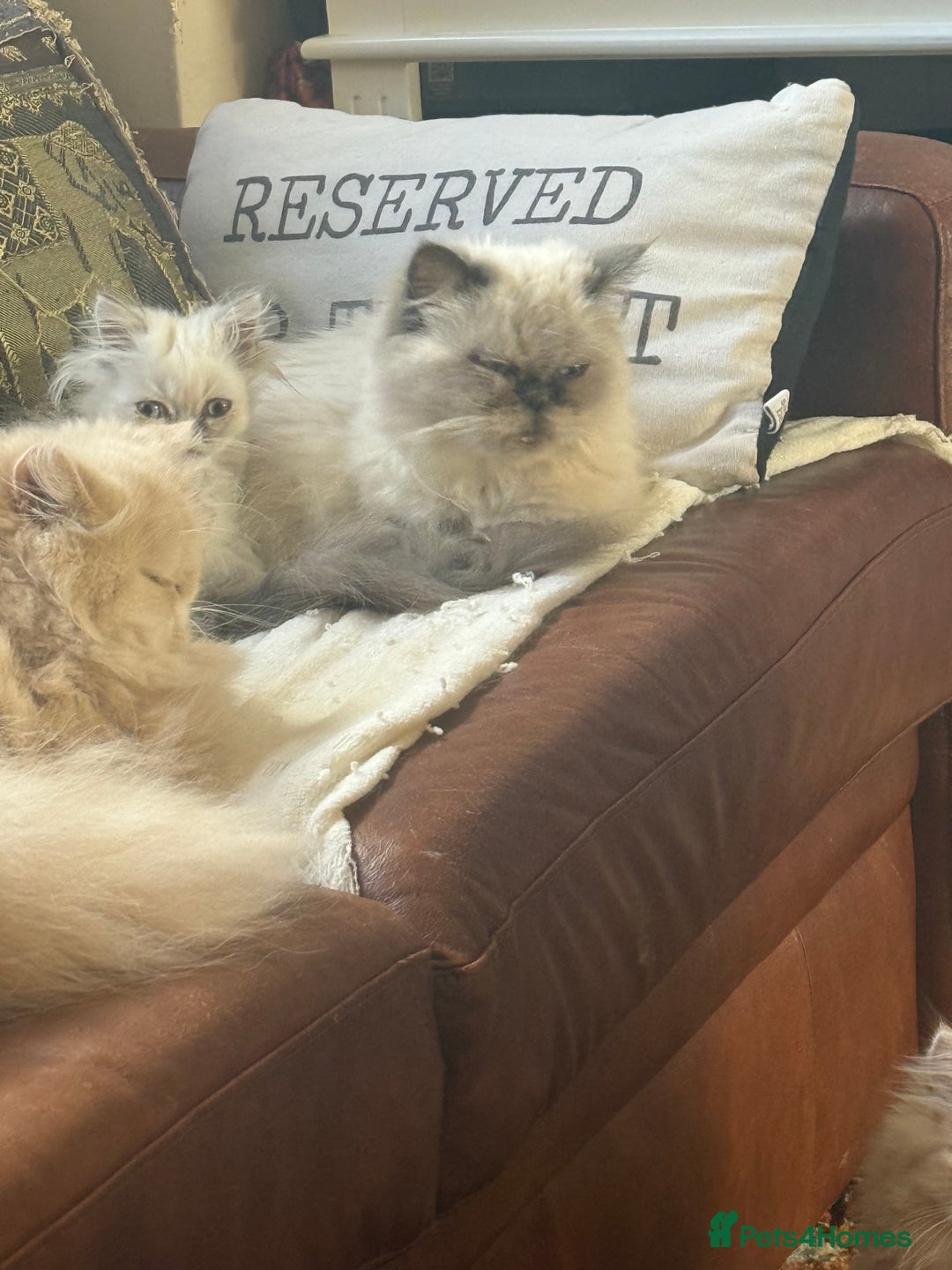 Persian cats for sale: Persian kitten with blue eyes - Image 4