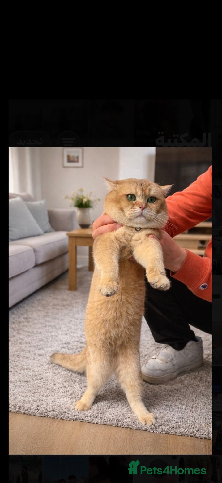 Brazilian Shorthair cats British golden cat - Advert 4