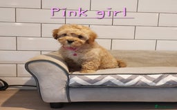 Cavachon dogs for sale: Cavapoochon’s boy and girl - Advert 4