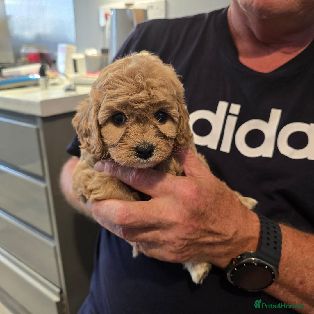 Cavapoo dogs for sale: REDUCED AMAZING F1 cavapoo puppies  - Image 18