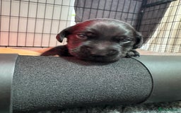 Labrador Retriever dogs for sale: KC registered Labrador Retriever puppies for sale - Image 5