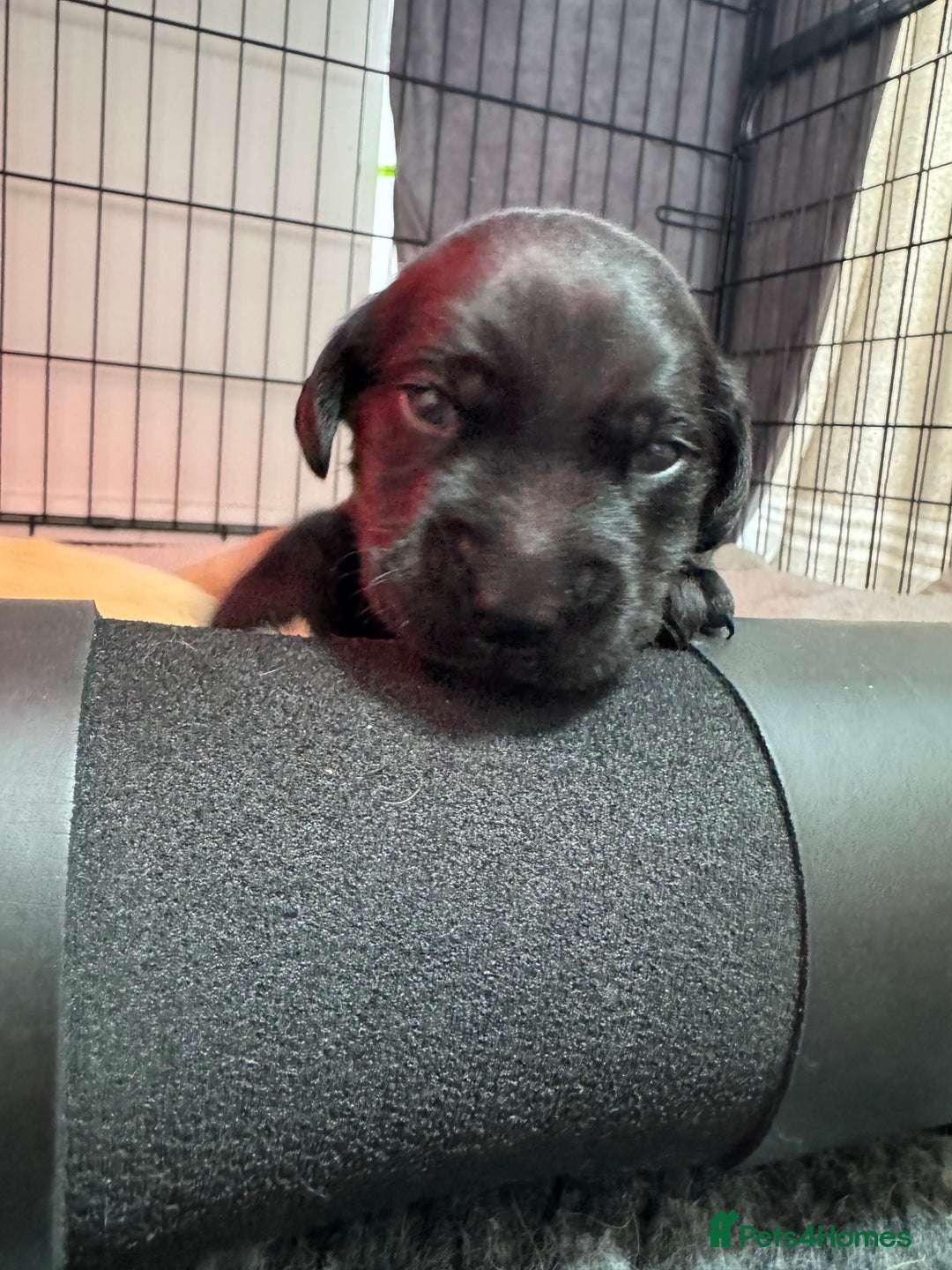 Labrador Retriever dogs for sale: KC registered Labrador Retriever puppies for sale - Image 5