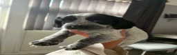 Cocker Spaniel dogs for sale: 7 beautiful cocker spaniels  - Advert 5