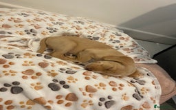 Mixed Breed dogs for sale: Archie - Jack Russel x cocker spaniel  - Image 10