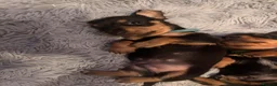 Dachshund dogs for sale: Miniature Dachshund puppies - Advert 7