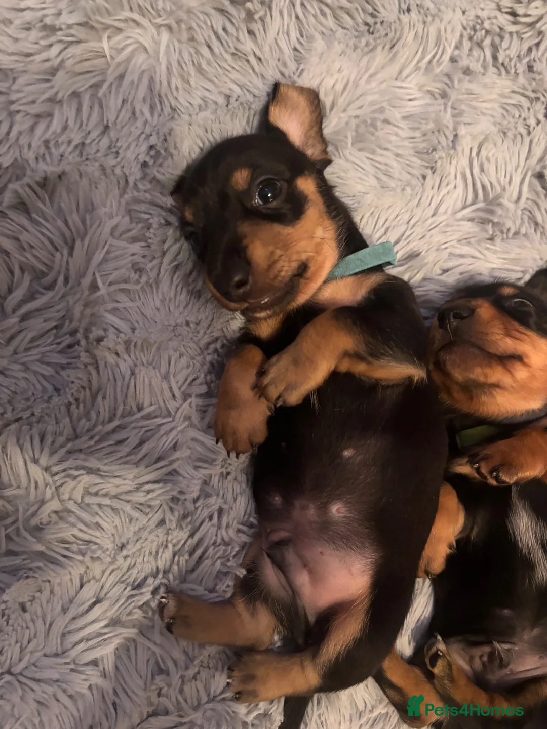 Dachshund dogs for sale: Miniature Dachshund puppies - Advert 7